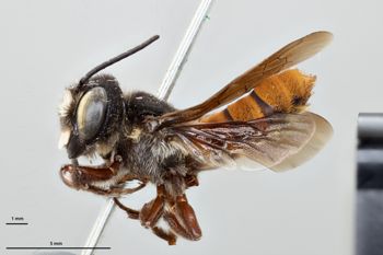 Media type: image;   Entomology 786038 Aspect: habitus lateral view